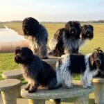 Les amoureux des chiens de berger réunis dans une application communautaire